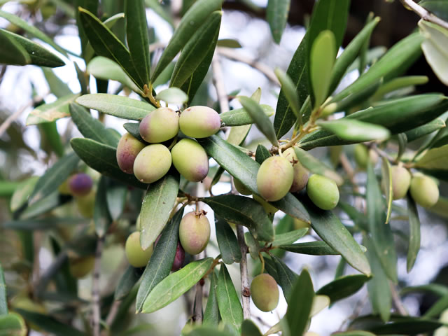 Frantoio Oliovinicola Pino - raccolta delle olive
