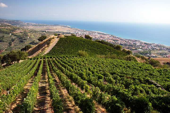 Oliovinicola Pino - produzione vino