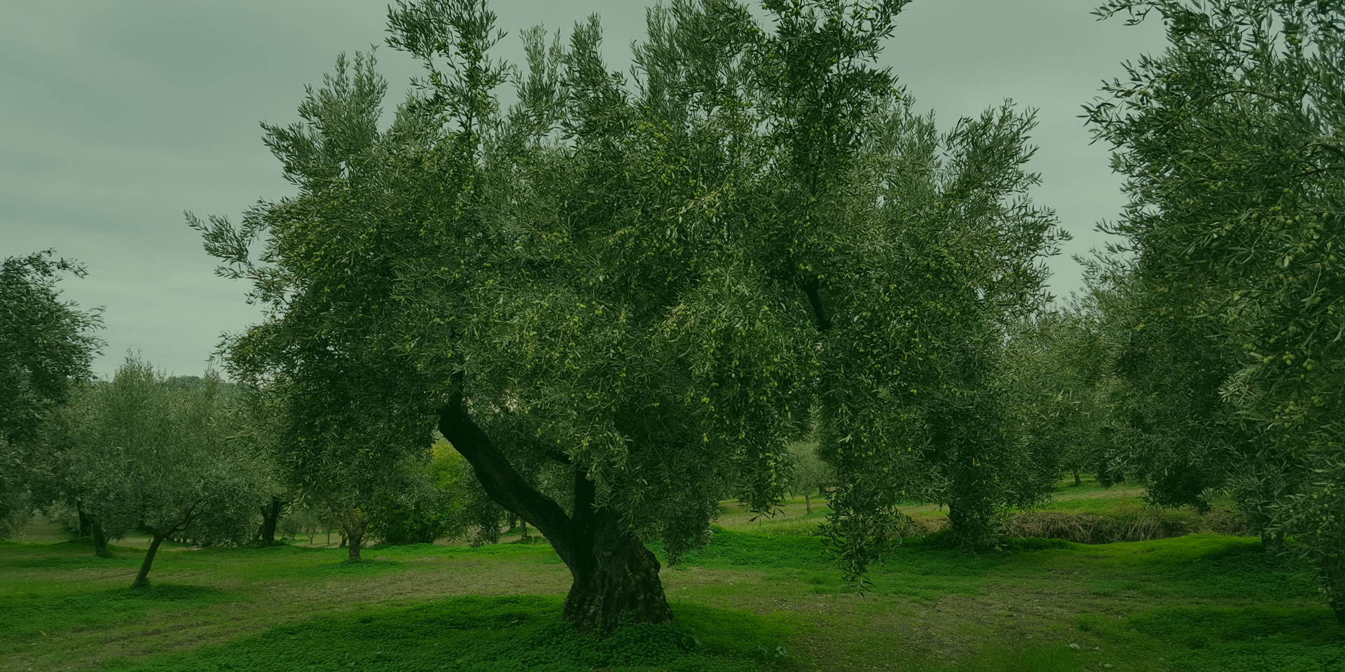 Oliovinicola Pino