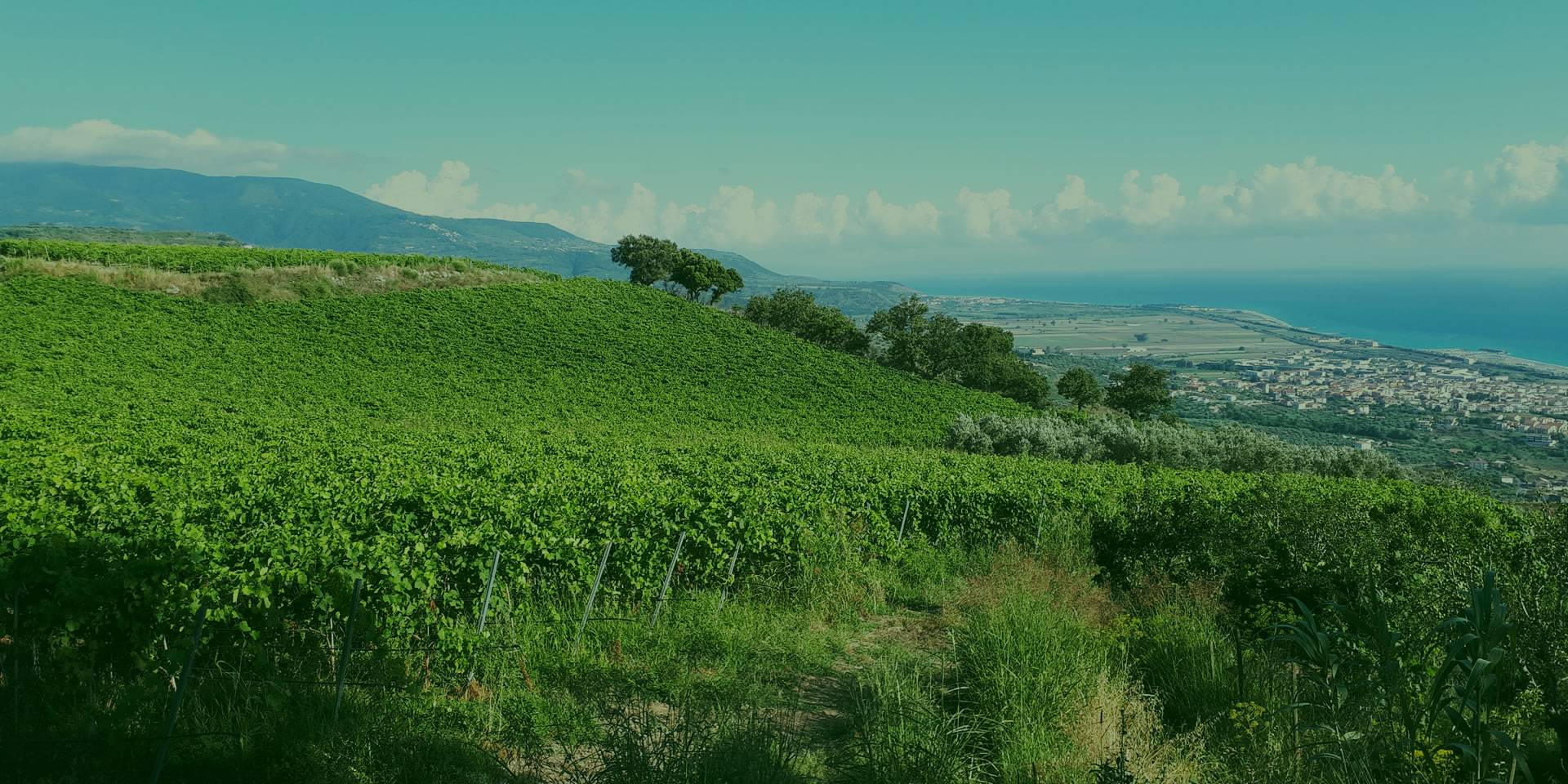 Oliovinicola Pino